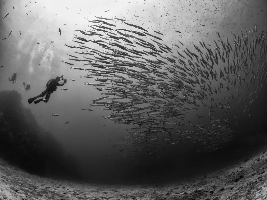 Photography by Stefan Follows (https://500px.com/p/diverstef?view=photos)