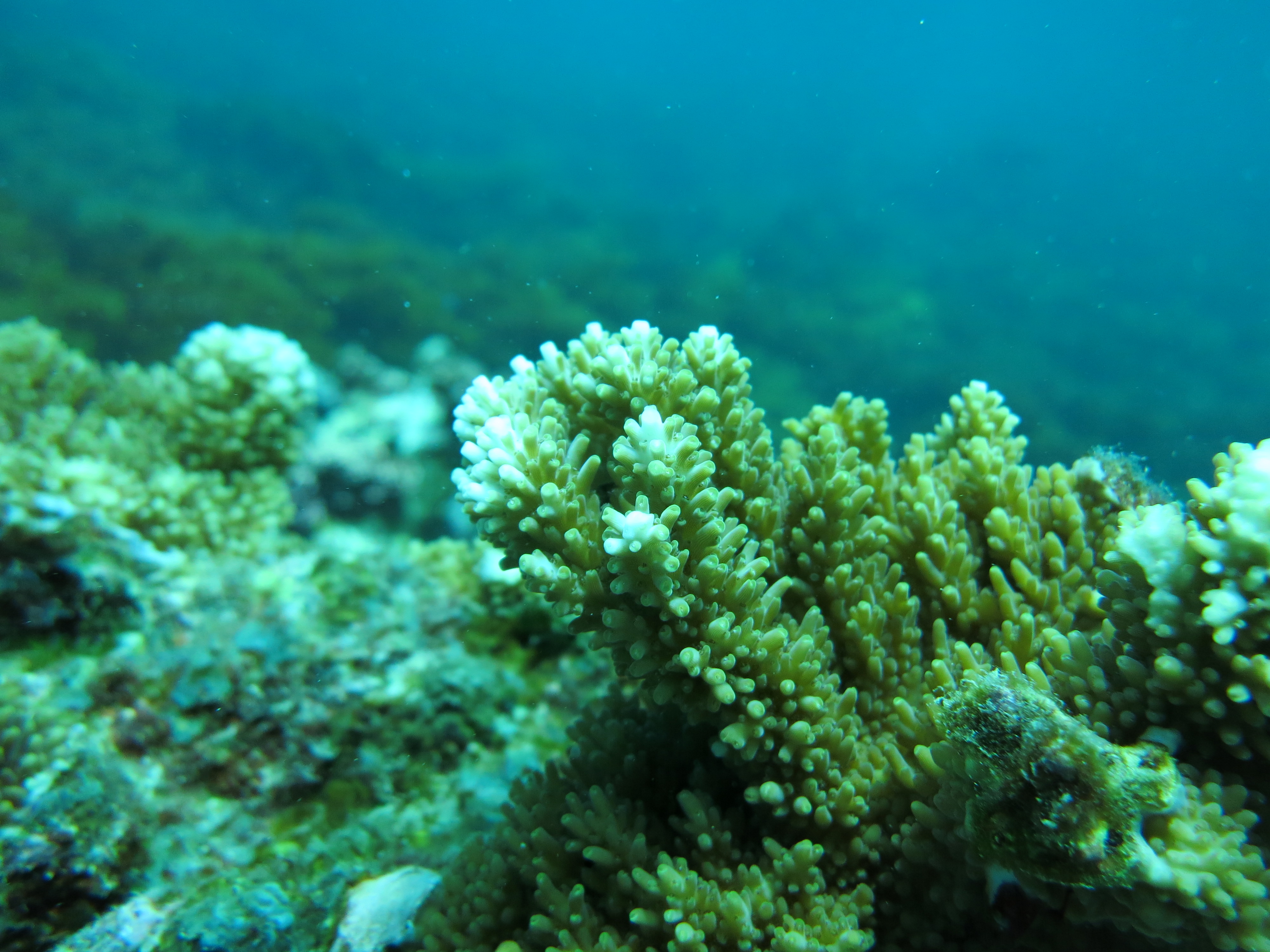 Early Career Coral by Jan-Claas Dajka