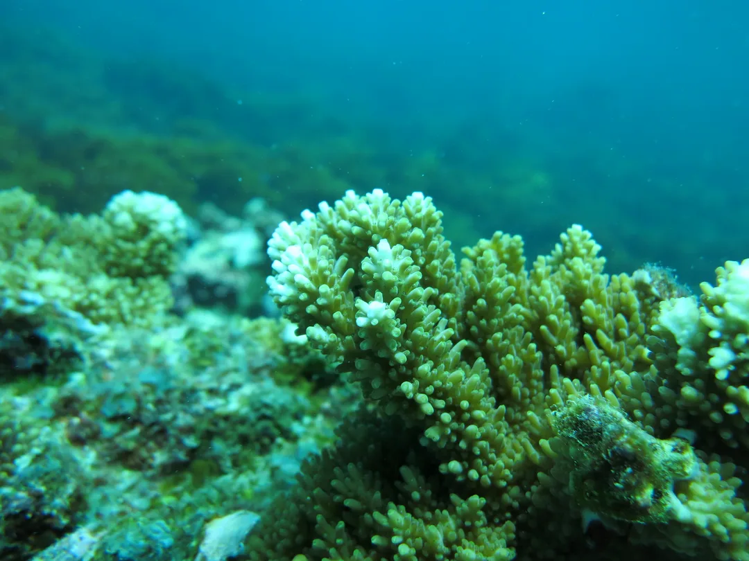 Early Career Coral by Jan-Claas Dajka